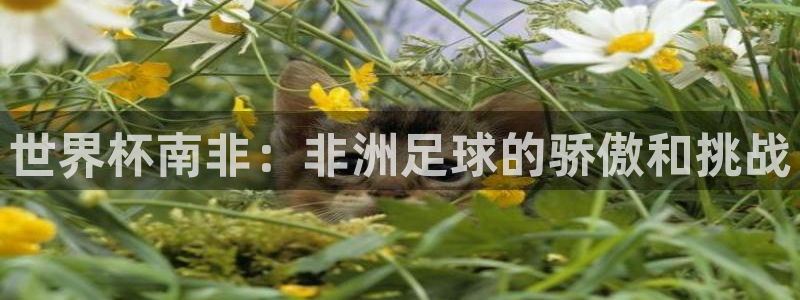 世界杯足球赛:世界杯南非:非洲足球的骄傲和挑战